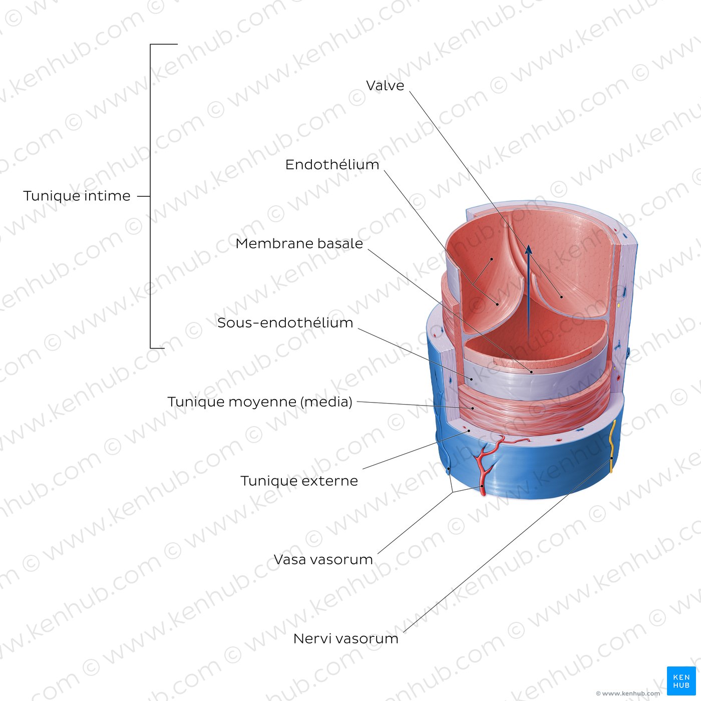 Structure histologique d'une veine