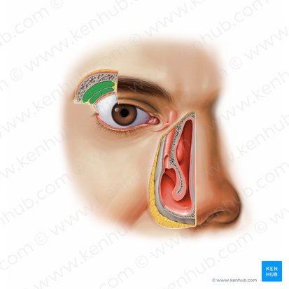Lacrimal gland (Glandula lacrimalis); Image: Paul Kim