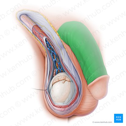 Body of penis (Corpus penis); Image: Paul Kim