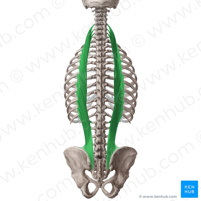 Muscle iliocostal (Musculus iliocostalis); Image : Yousun Koh