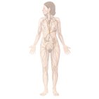 Système lymphatique