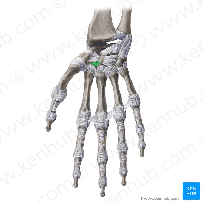 Palmar trapezoideocapitate ligament (Ligamentum trapezoideocapitatum palmare); Image: Yousun Koh