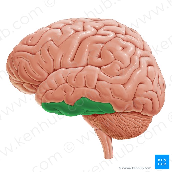 Inferior temporal gyrus (Gyrus temporalis inferior); Image: Paul Kim