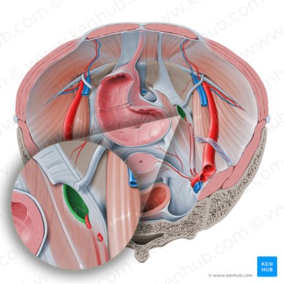 Obturator canal (Canalis obturatorius); Image: Paul Kim