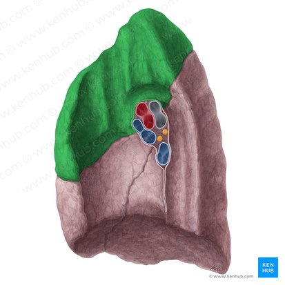 Lóbulo superior del pulmón derecho (Lobus superior pulmonis dextri); Imagen: Yousun Koh