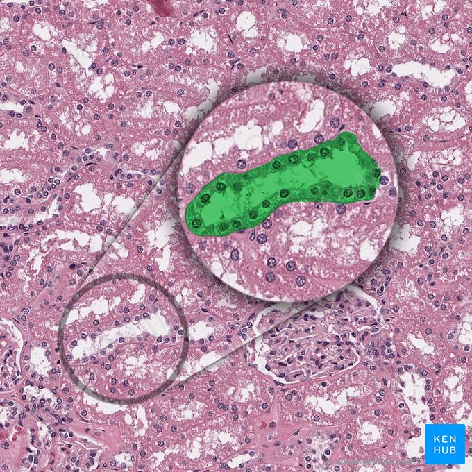 Pars convoluta tubuli proximalis (Gewundener Teil des proximalen Tubulus); Bild: 