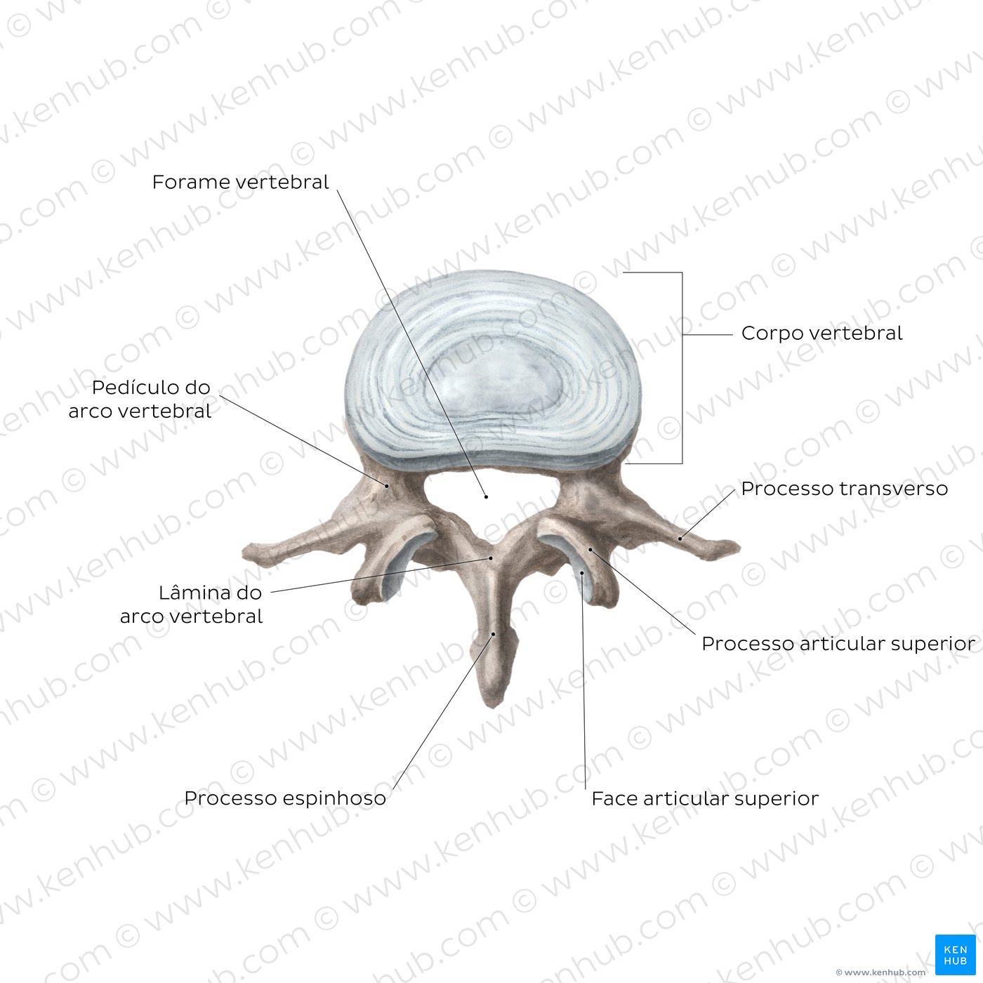 Anatomia de uma vértebra típica