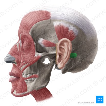 Muscle auriculaire postérieur (Musculus auricularis posterior); Image : Yousun Koh