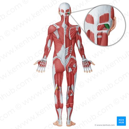 Obliquus capitis superior muscle (Musculus obliquus capitis superior); Image: Irina Münstermann