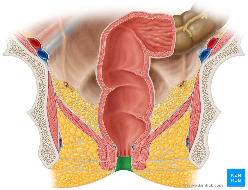 Anal canal - ventral view