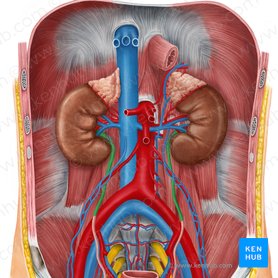 Abdominal part of ureter (Pars abdominalis ureteris); Image: Irina Münstermann