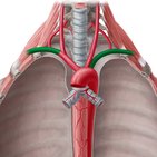 Subclavian artery: Regional approach and mnemonic