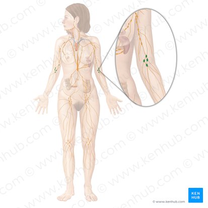 Cubital lymph nodes (Nodi lymphoidei cubitales); Image: Begoña Rodriguez