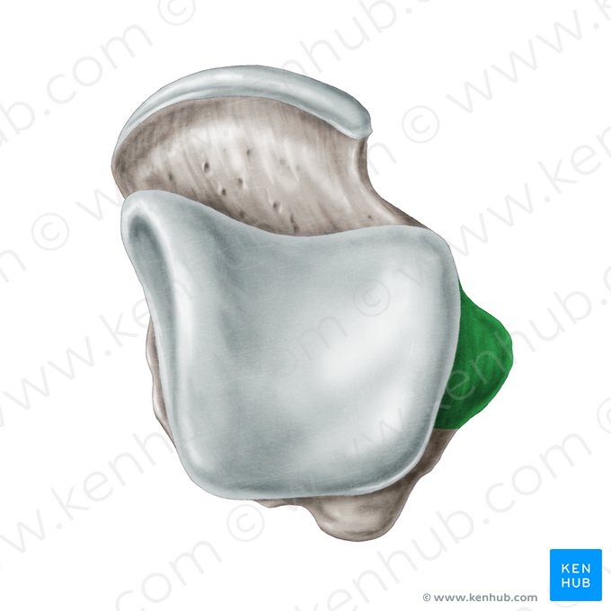 Carilla maleolar lateral del talus (Facies malleolaris lateralis ossis tali); Imagen: Samantha Zimmerman