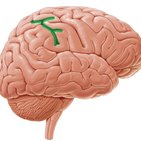 Parietal lobe