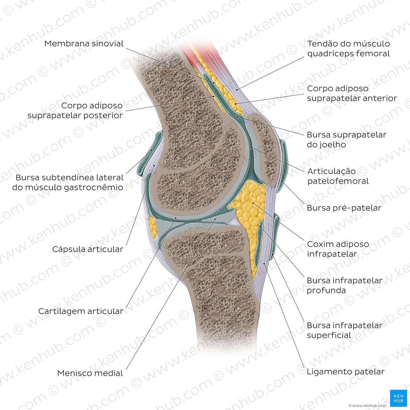 Anatomia da articulação do joelho - vista sagital