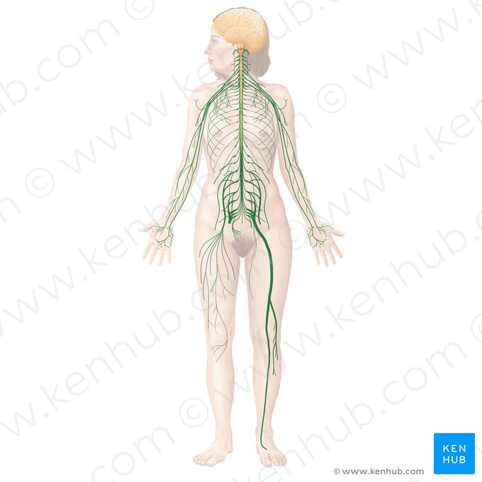 Peripheral nervous system (Systema nervosum periphericum); Image: Begoña Rodriguez