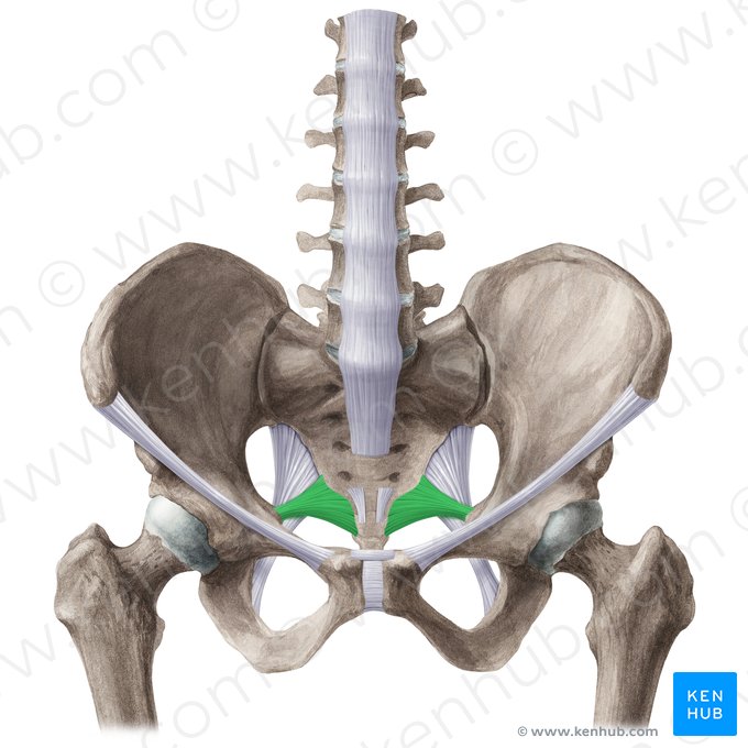 Ligamentum sacrospinale (Kreuzbein-Sitzbeinstachel-Band); Bild: Liene Znotina