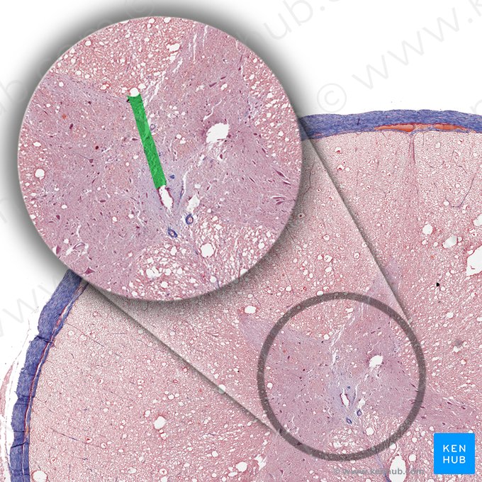 Comisura gris posterior (Commissura grisea posterior); Imagen: 