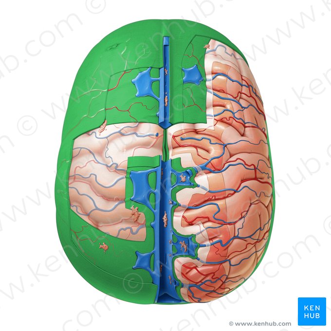 Dura-máter (Dura mater); Imagem: Paul Kim