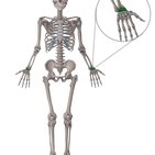 Radiocarpal joint