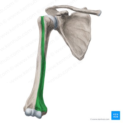 Cara anteromedial del húmero (Facies anteromedialis humeri); Imagen: Yousun Koh