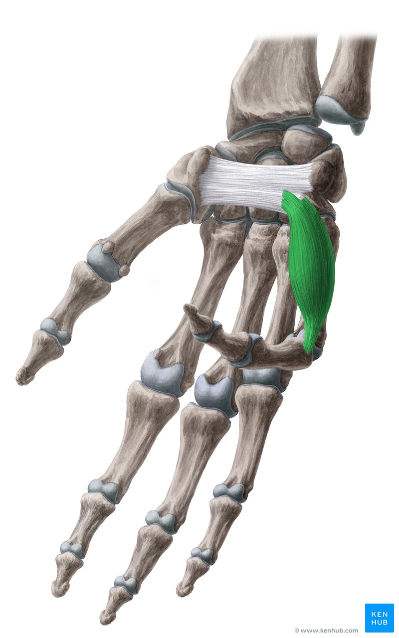 M. flexor digiti minimi brevis Anatomie und Funktion Kenhub