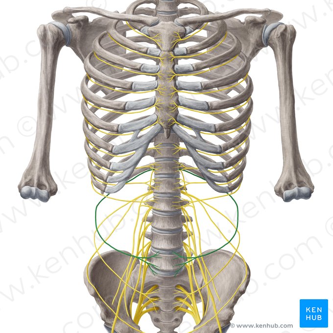Nervio subcostal (Nervus subcostalis); Imagen: Yousun Koh