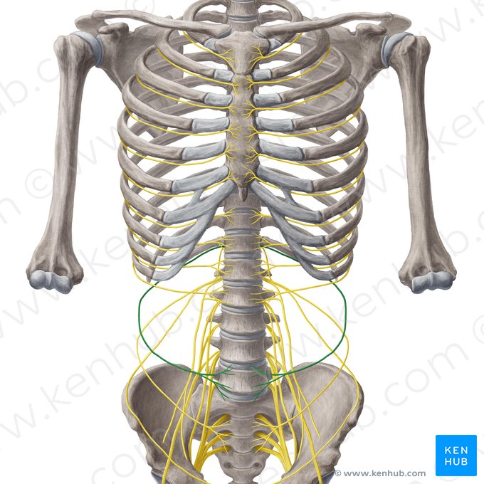 Nerf subcostal (Nervus subcostalis); Image : Yousun Koh