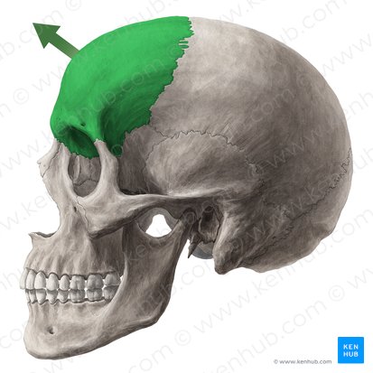 Frontal (Frontalis); Imagem: Yousun Koh