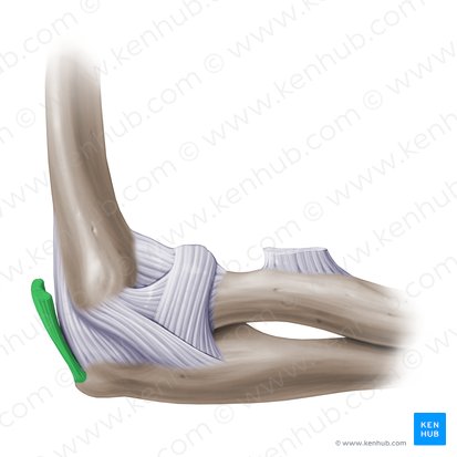 Tendón distal del músculo tríceps braquial (Tendo distalis musculi tricipitis brachii); Imagen: Paul Kim