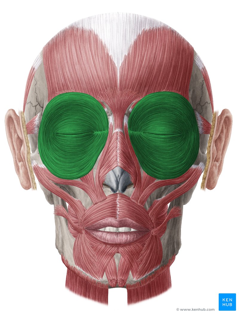 Orbicularis oculi muscle (musculus orbicularis oculi)