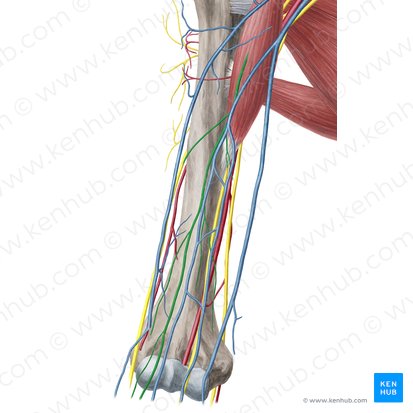 Musculocutaneous nerve (Nervus musculocutaneus); Image: Yousun Koh