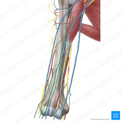 Nervo musculocutâneo (Nervus musculocutaneus); Imagem: Yousun Koh