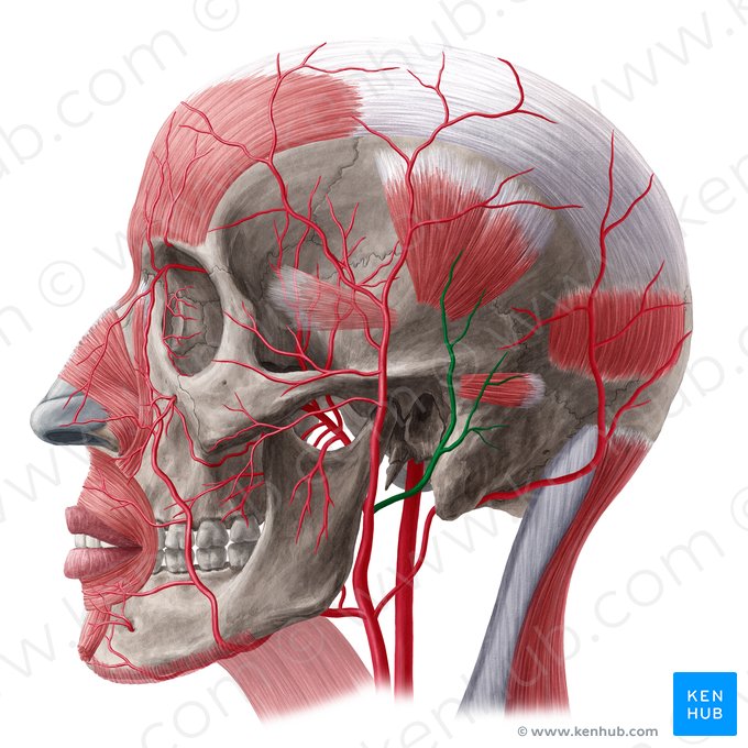 Artéria auricular posterior (Arteria auricularis posterior); Imagem: Yousun Koh