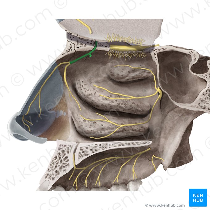 Nervo etmoidal anterior (Nervus ethmoidalis anterior); Imagem: Begoña Rodriguez