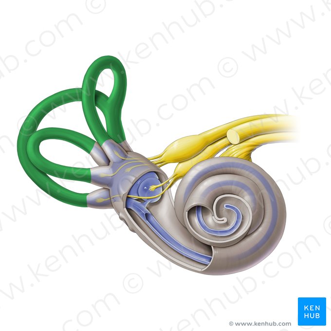 Semicircular canals (Canales semicirculares); Image: Paul Kim
