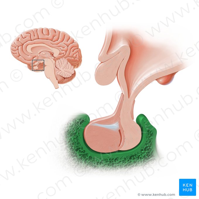 Sella turcica of sphenoid bone (Sella turcica ossis sphenoidalis); Image: Paul Kim