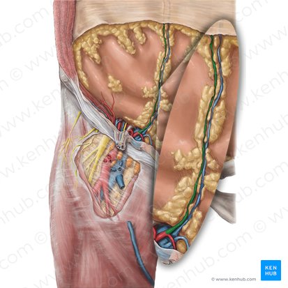 Arteria epigastrica inferior (Untere Bauchdeckenarterie); Bild: Hannah Ely