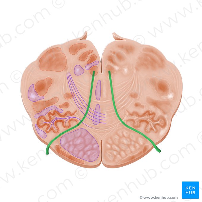 Hypoglossal nerve (Nervus hypoglossus); Image: Paul Kim