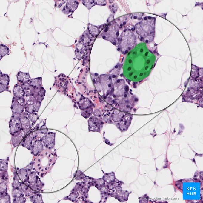 Ductus intercalatus (Schaltstück); Bild: 