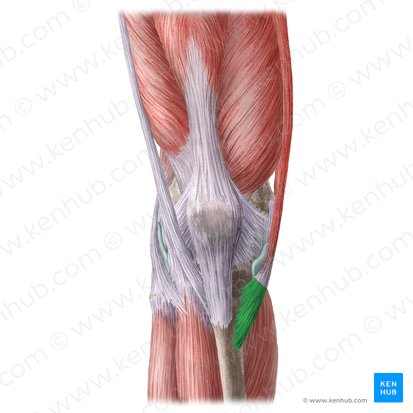 Pata de ganso (Pes anserinus); Imagem: Liene Znotina