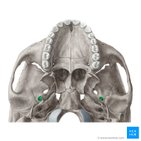 Foramen spinosum