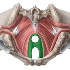 Músculos do assoalho pélvico