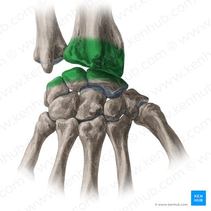 Articulación radiocarpiana (Articulatio radiocarpea); Imagen: Yousun Koh