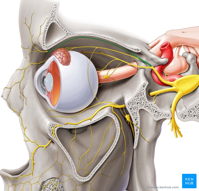 Nervo frontal