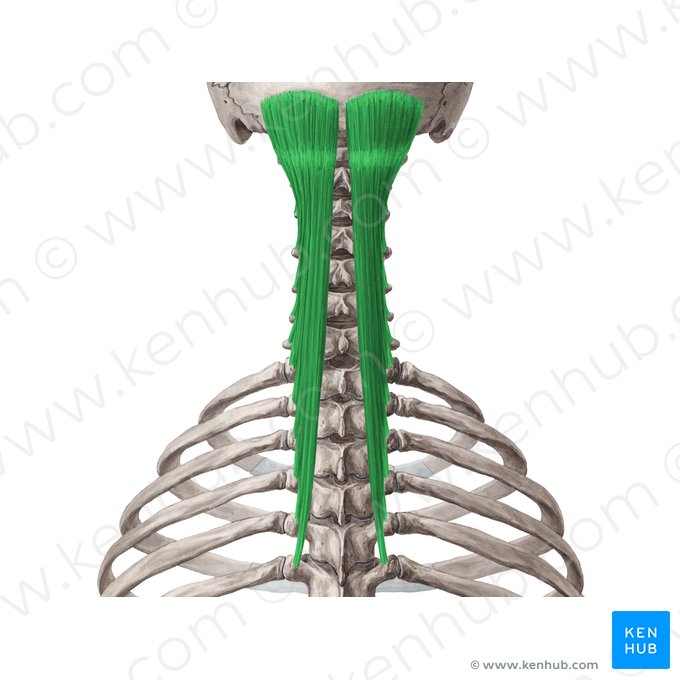 Músculo semiespinoso de la cabeza (Musculus semispinalis capitis); Imagen: Yousun Koh