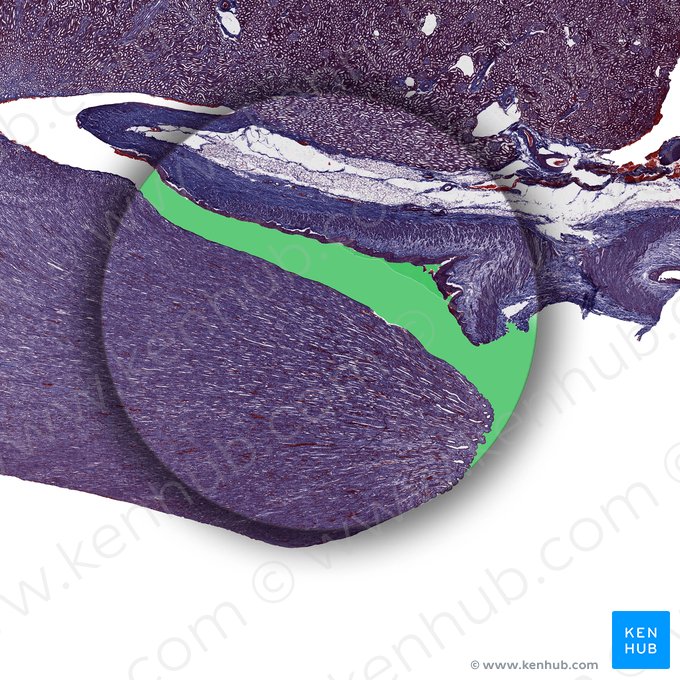 Renal pelvis (Pelvis renalis); Image: 