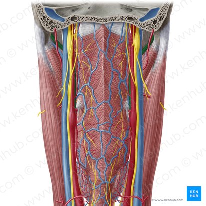 Arteria carótida externa (Arteria carotis externa); Imagen: Yousun Koh
