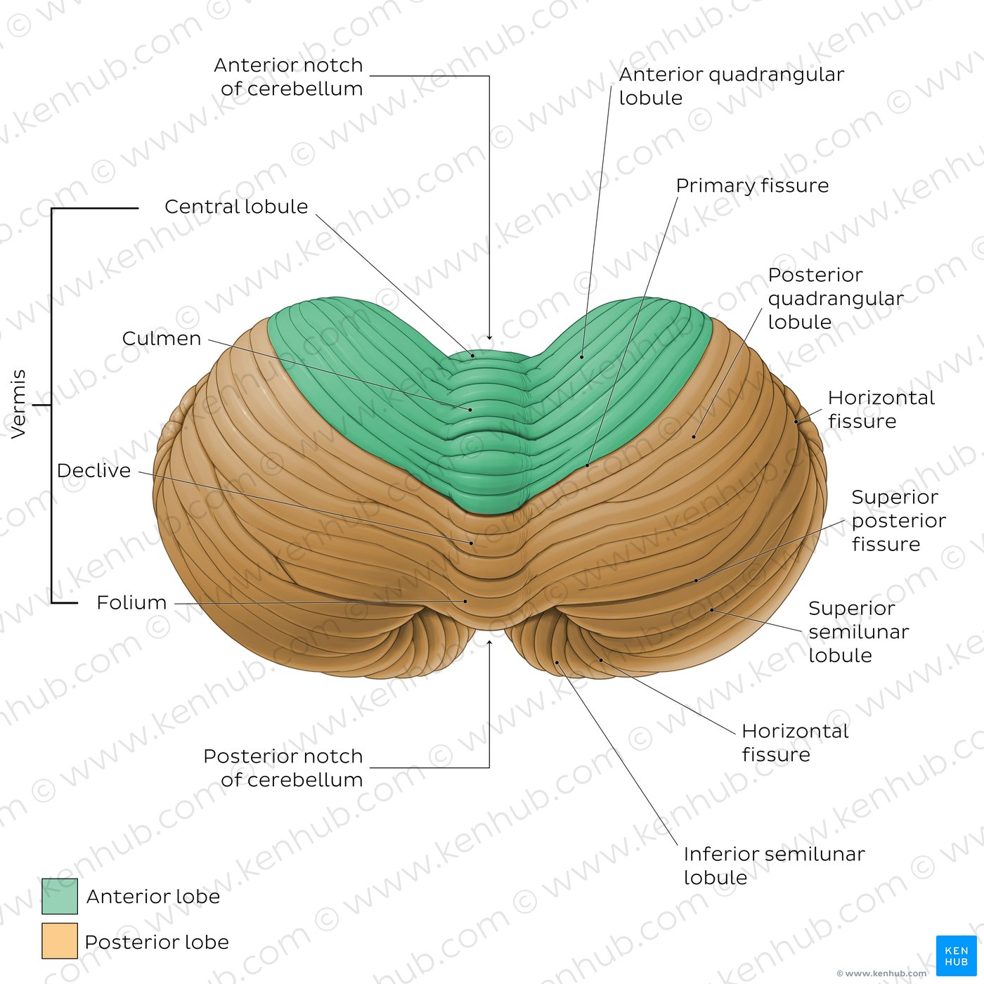 Anatomy of the cerebellum - Superior view